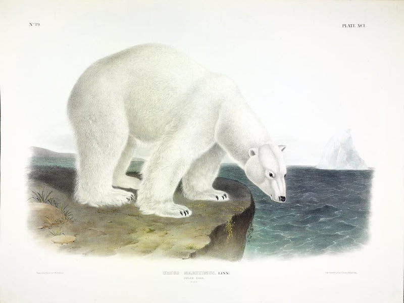 Polar Bear, John James Audubon