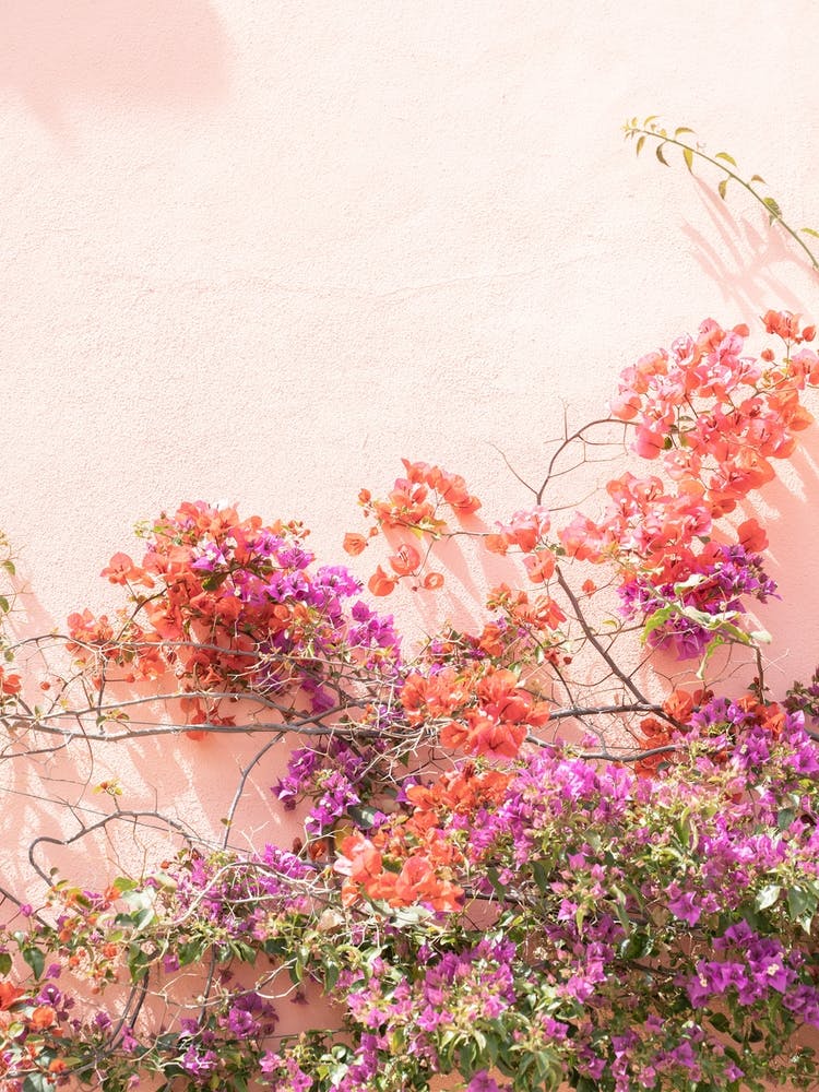 Bougainvillea
