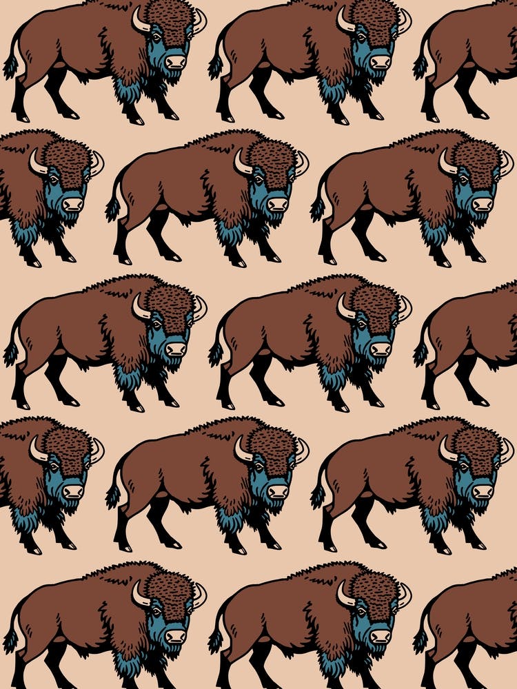 Buffalo/Bison