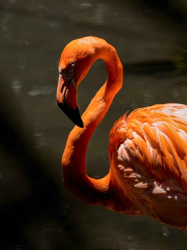 Wild Flamingo