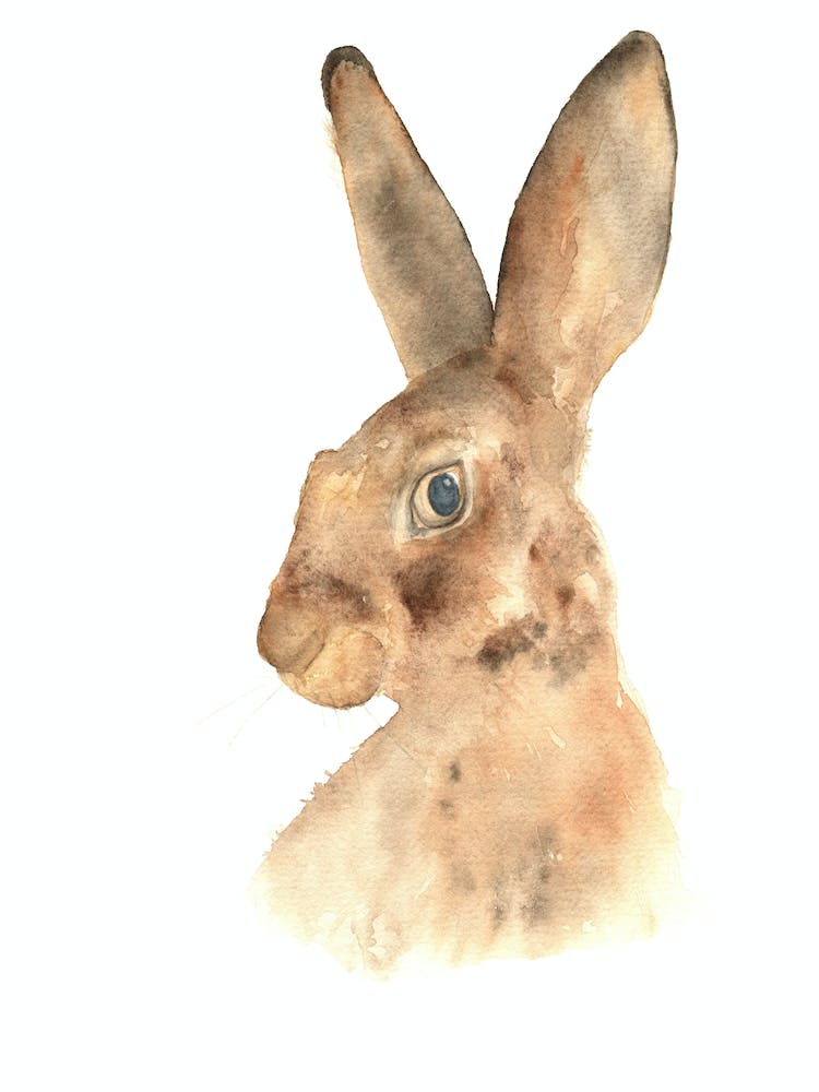 Hare 2