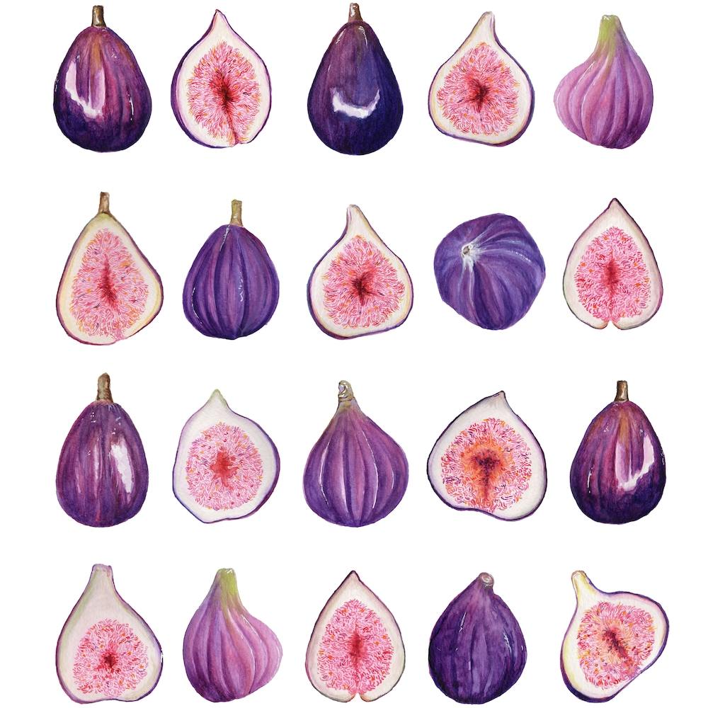 Repeat Pattern Fig Square