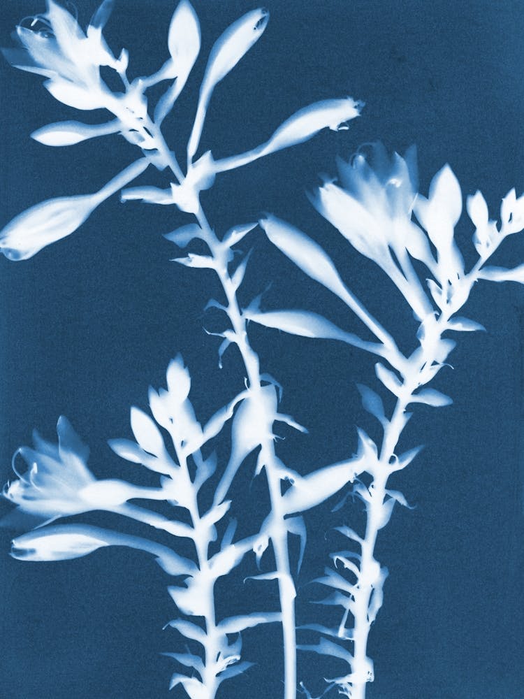 Hosta Cyanotype Blue and White Botanical