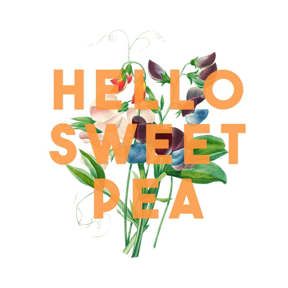 Hello Sweet Pea Square