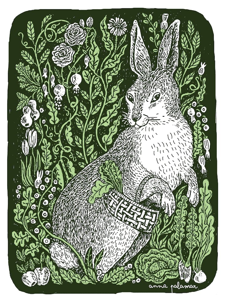 Rabbit