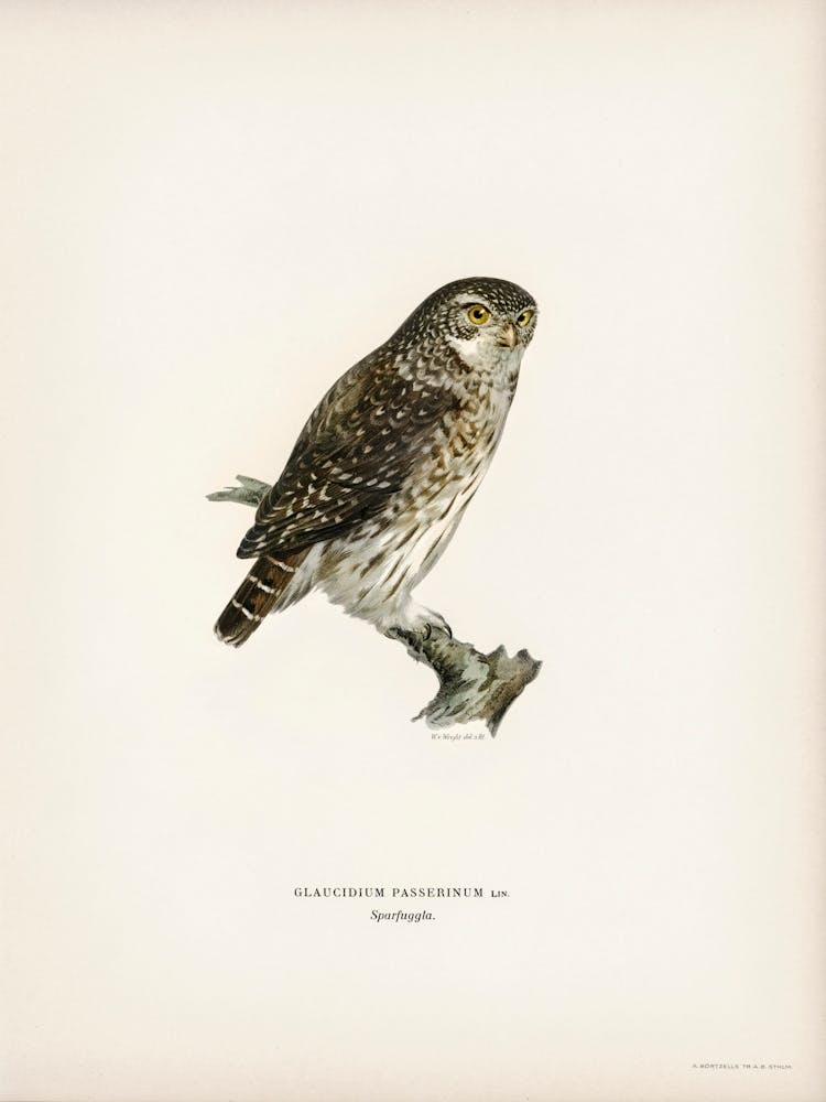 Glaucidium Passerinum, The Von Wright Brothers