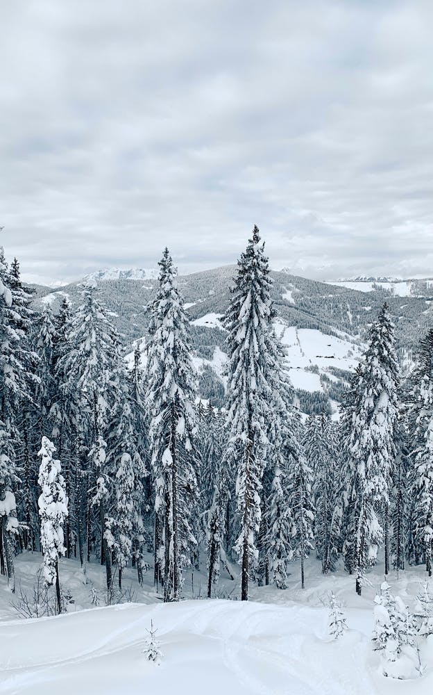 Forêt Enneigée