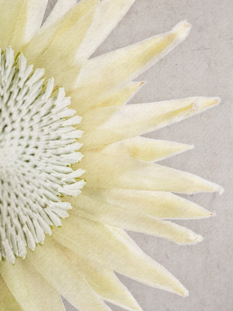 King Protea Detail