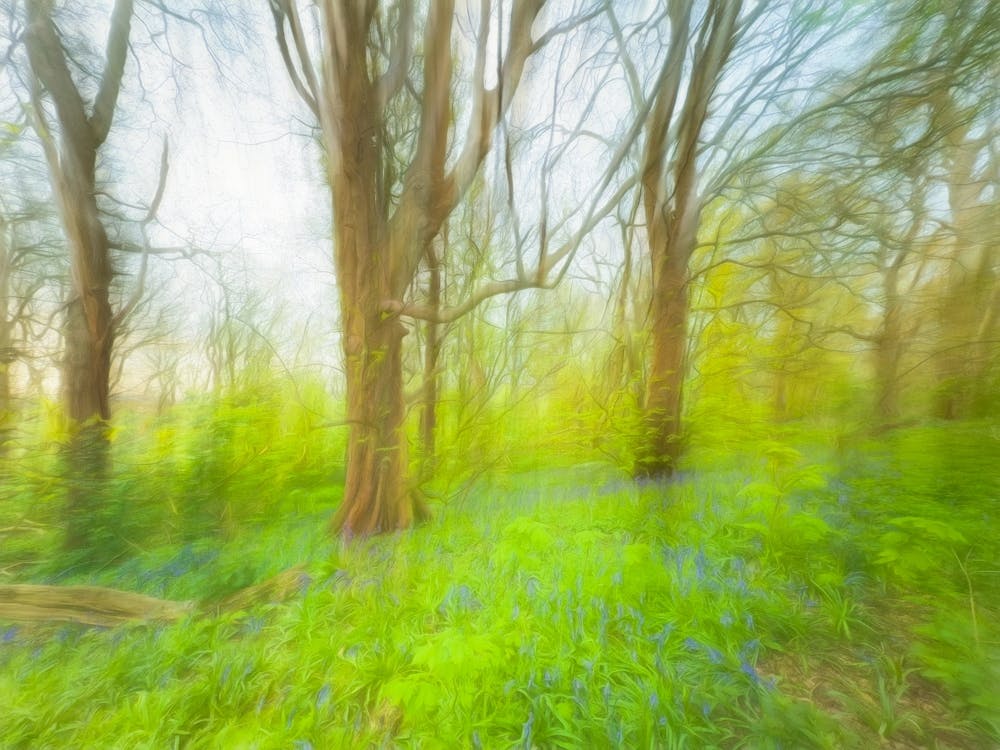 The First Blubells Of Spring