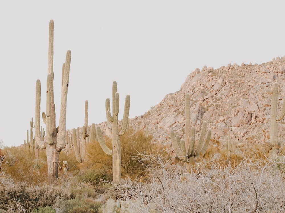 Sunset Desert Scenery