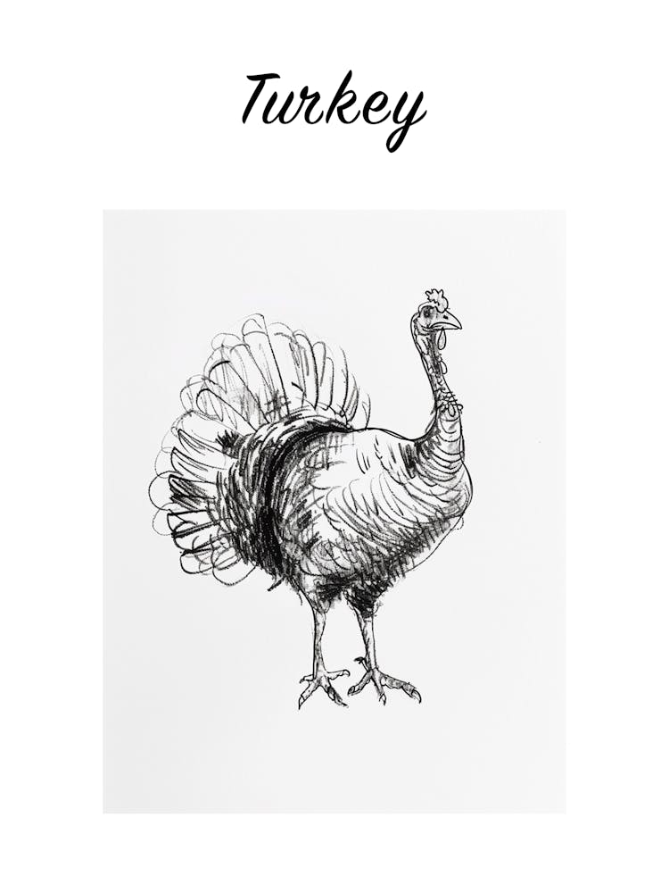 B&W Turkey Poster