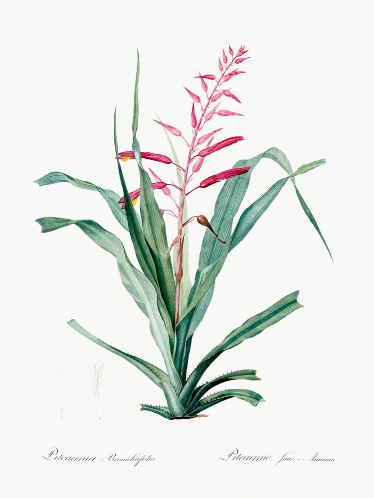 Pitcairnia Bromeliaefolia, Pierre Joseph Redoute