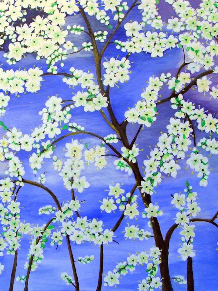 Cherry Blossoms 29