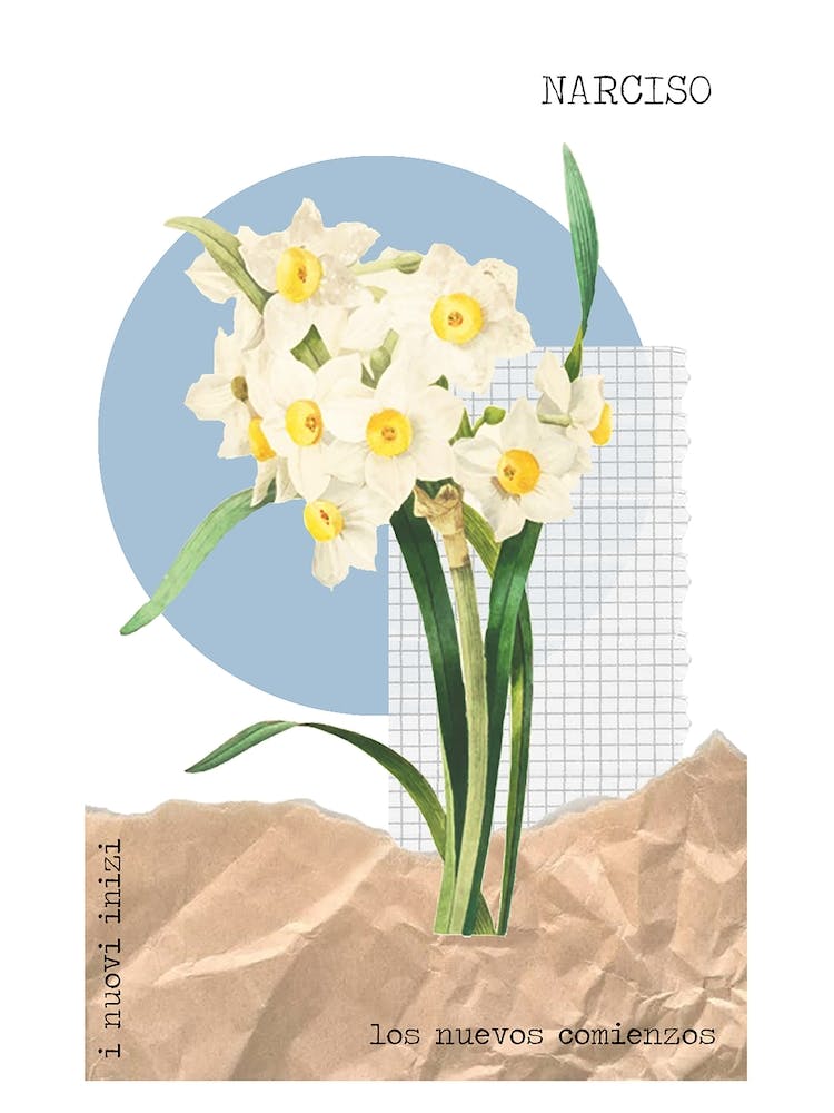 Narciso
