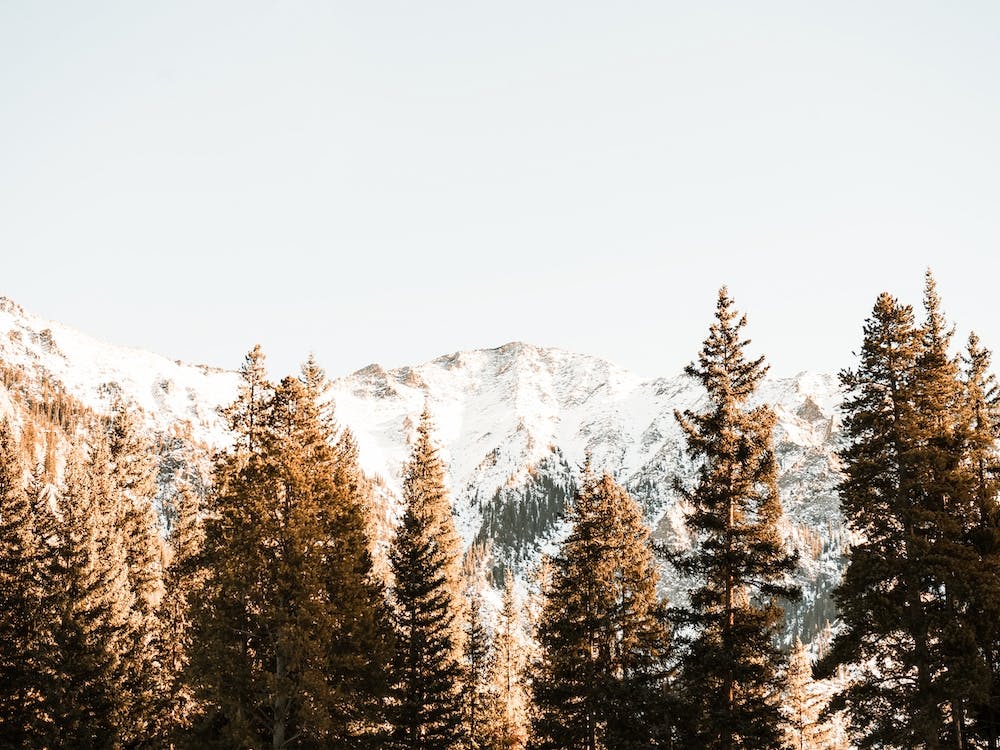 Snow Covered Mountain Forest