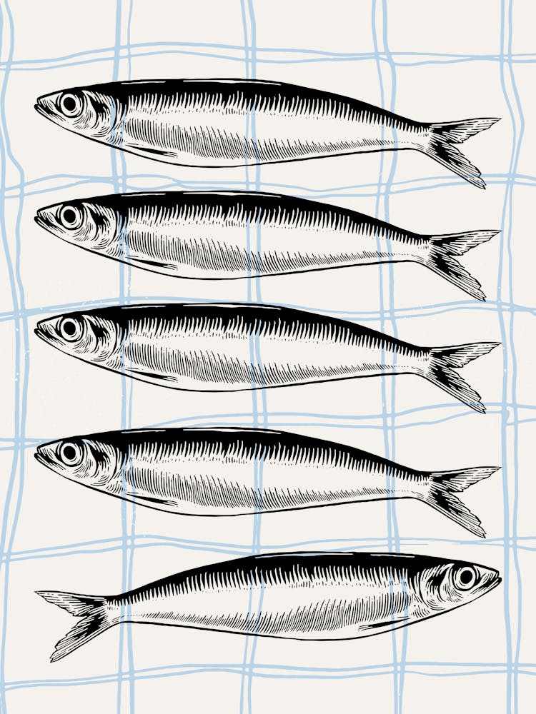 Sardines Fish
