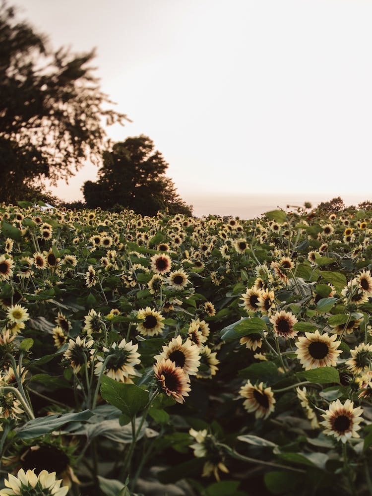 Sunflower Fields