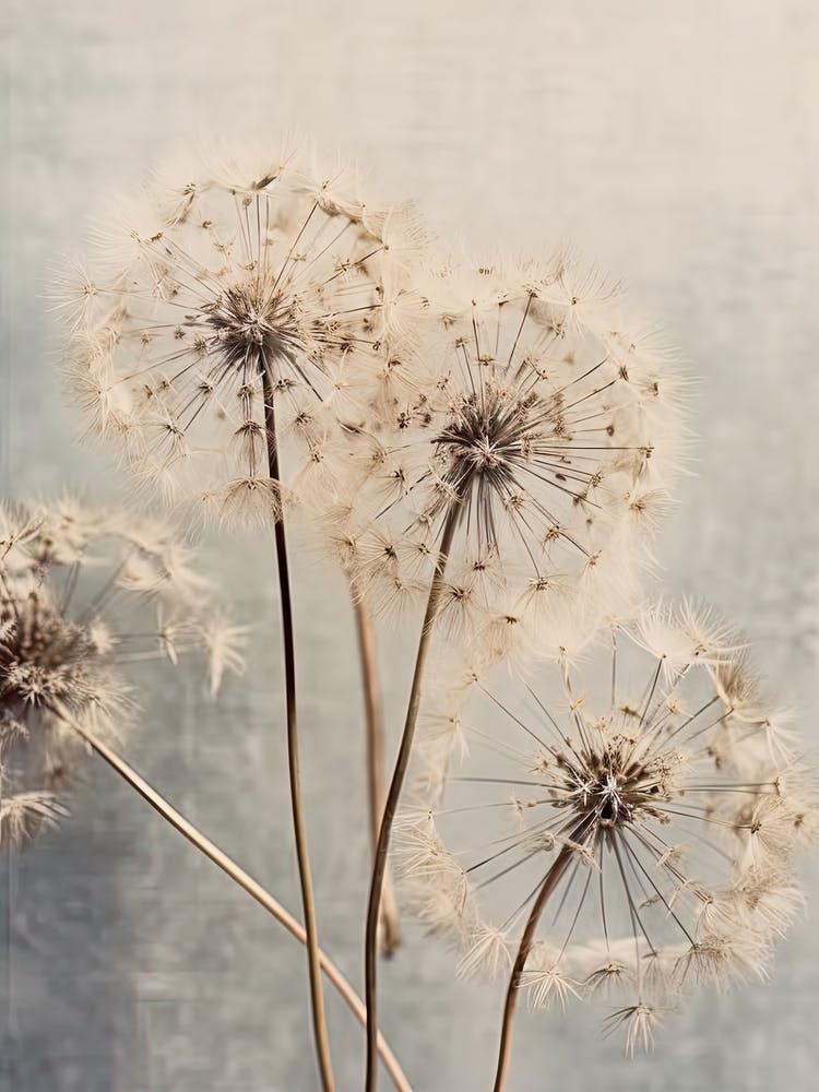 Dandelions 2