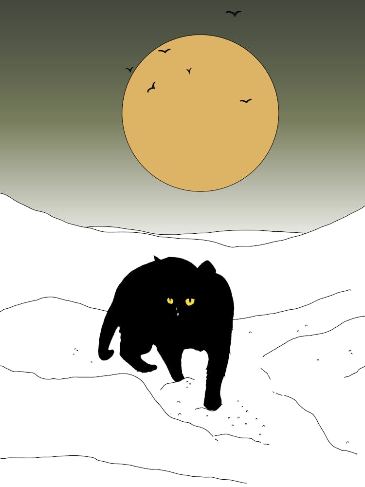 Black Cat In The Snow