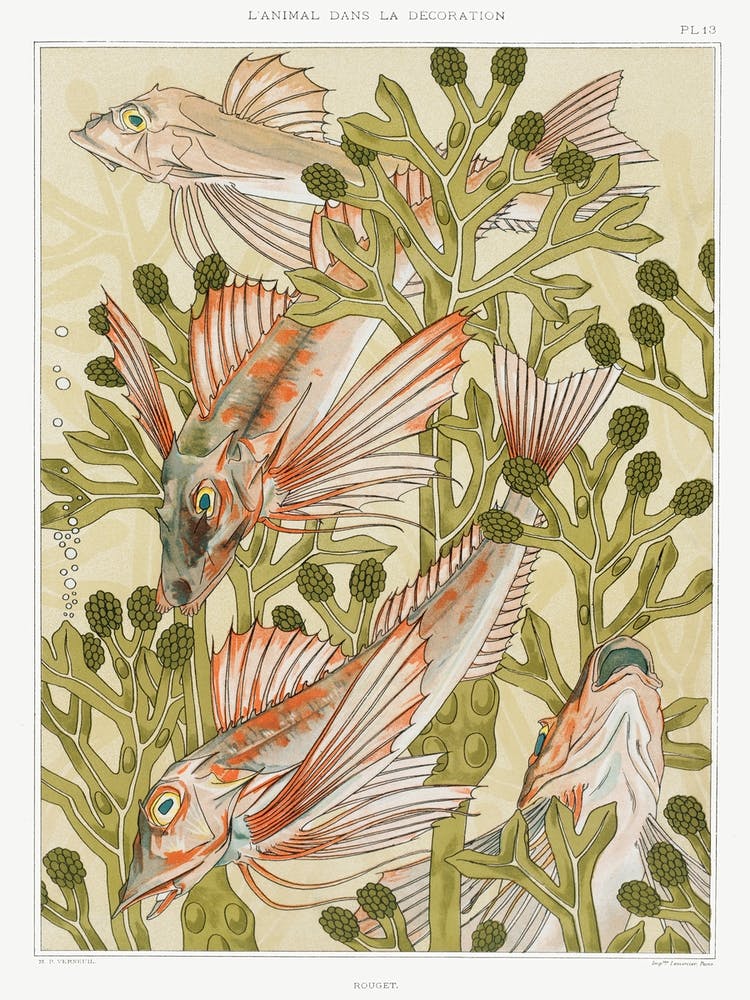 Rouget From The Animal In The Decoration (1897), Maurice Pillard Verneuil