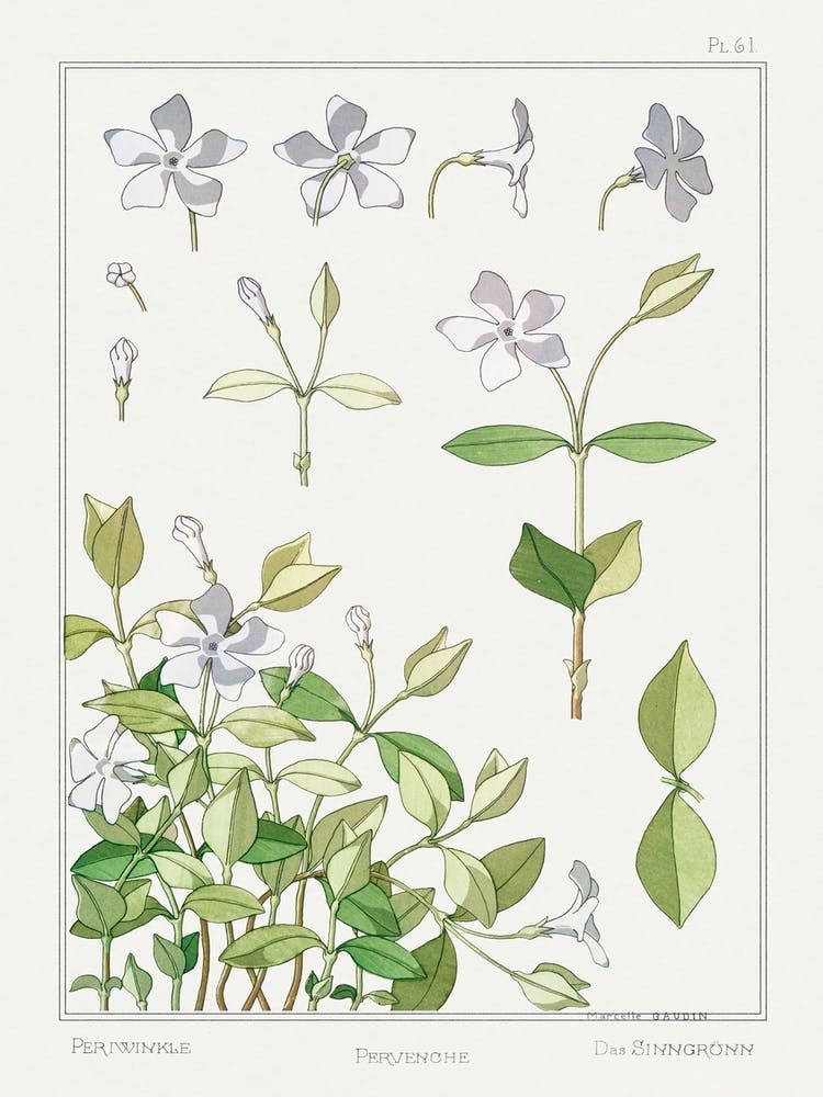 Periwinkle From The Plant And Its Ornamental Applications (1896 ), Maurice Pillard Verneuil 1