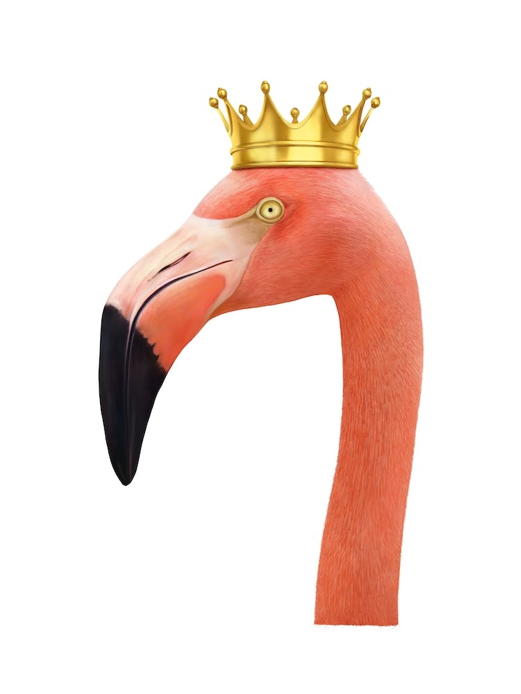 King Flamingo