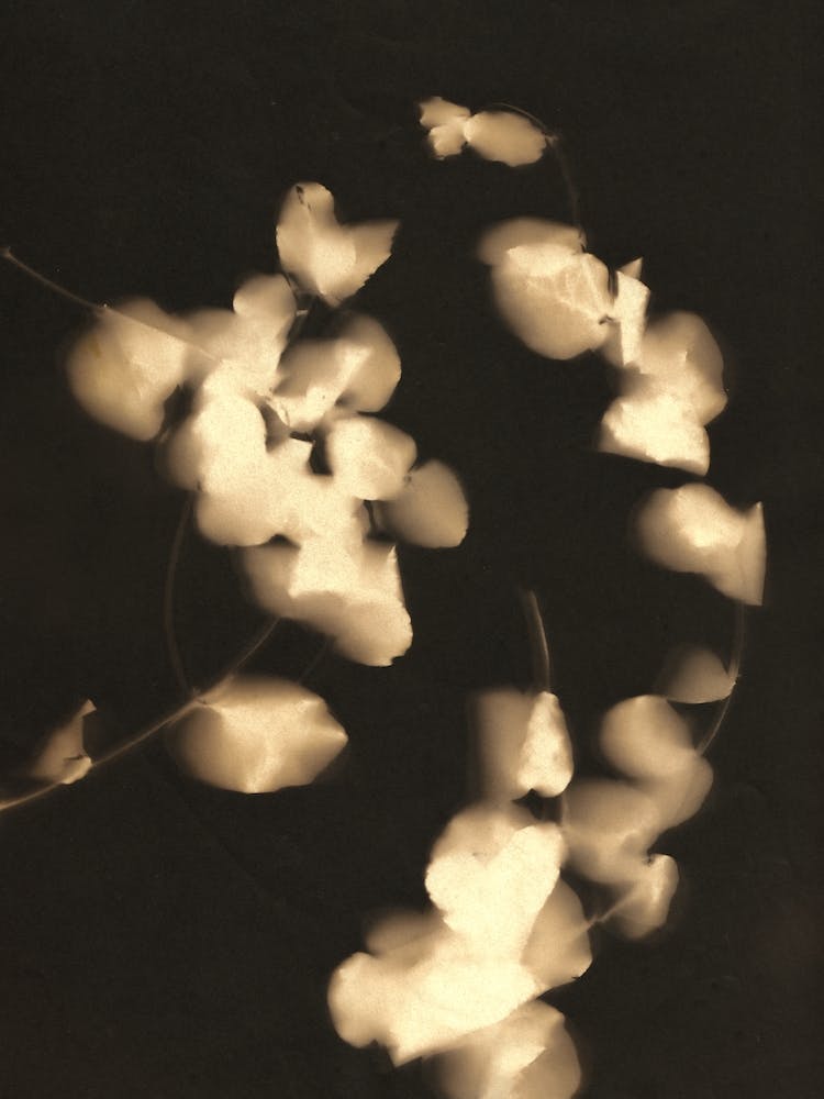 Eucalyptus Lights II