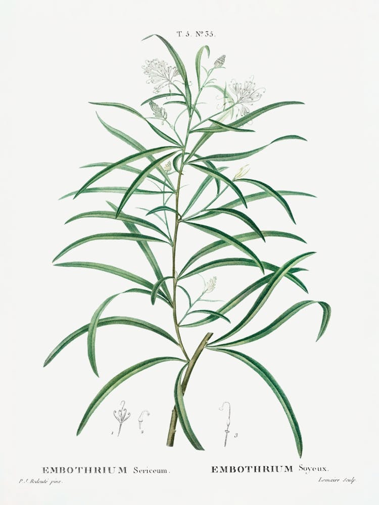 Narrow Leaved Spider Flower, Pierre Joseph Redoute