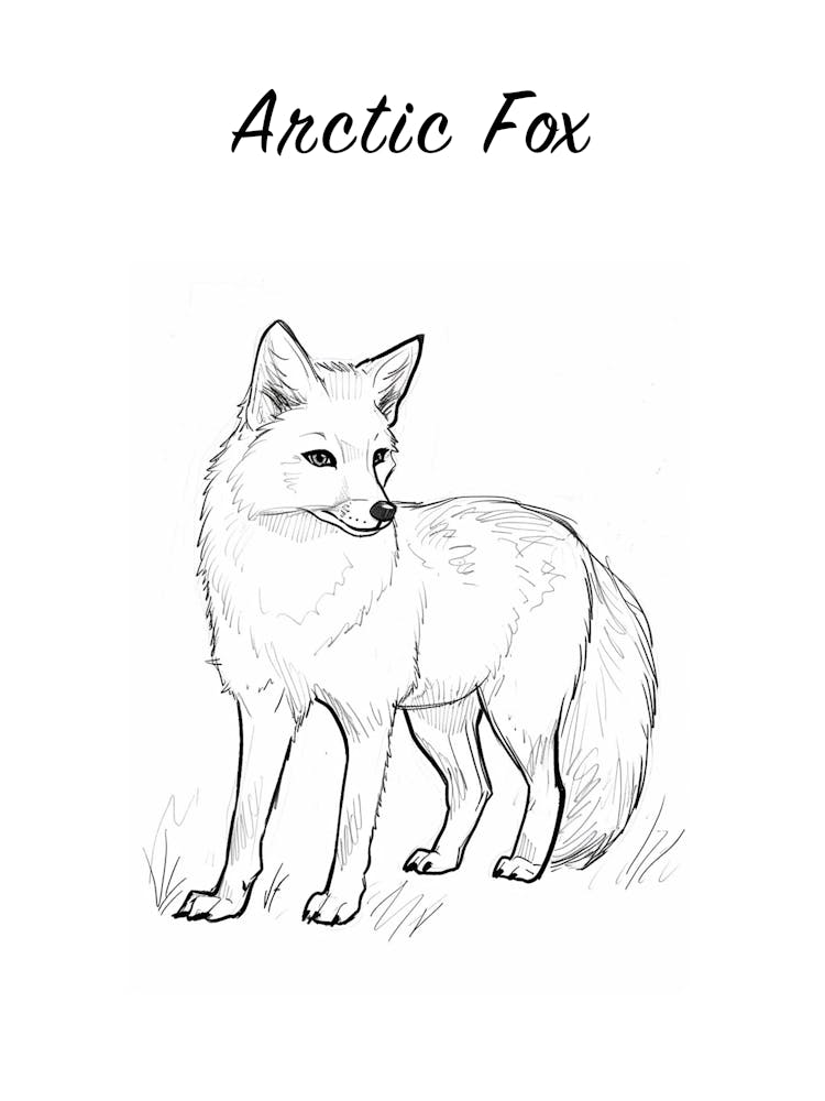 S/W Polarfuchs Poster
