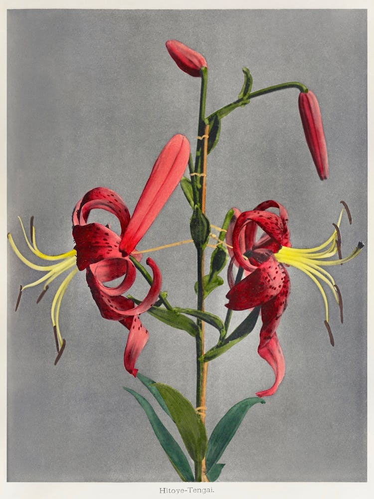 Lily, Collotype Rehaussé à la Main From Some Japanese Flowers (1900), Kazumasa Ogawa