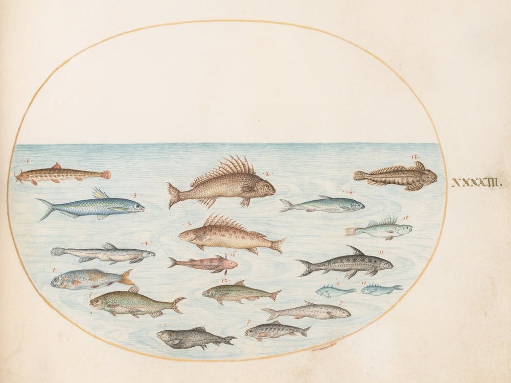 Animalia Aqvatilia Et Cochiliata, Joris Hoefnagel (6)