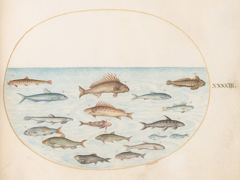 Animalia Aqvatilia Et Cochiliata, Joris Hoefnagel (6)