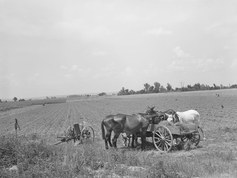 Mulets Mangeant Du Foin Pendant La Pause Déjeuner Chez Un Fermier Locataire Près De Warner, Oklahoma Par Russell Lee