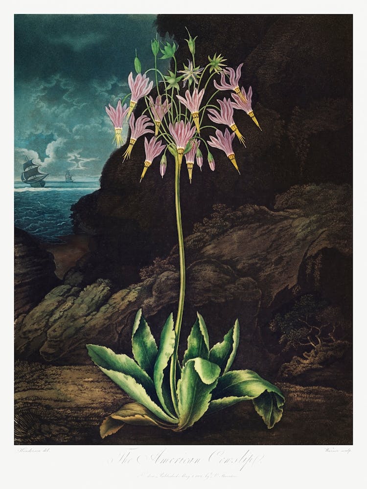 The American Cowslip From The Temple Of Flora (1807), Robert John Thornton