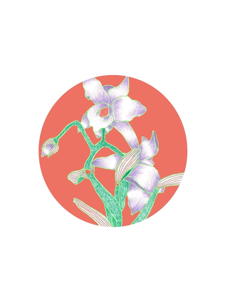 Daisy Hybrid