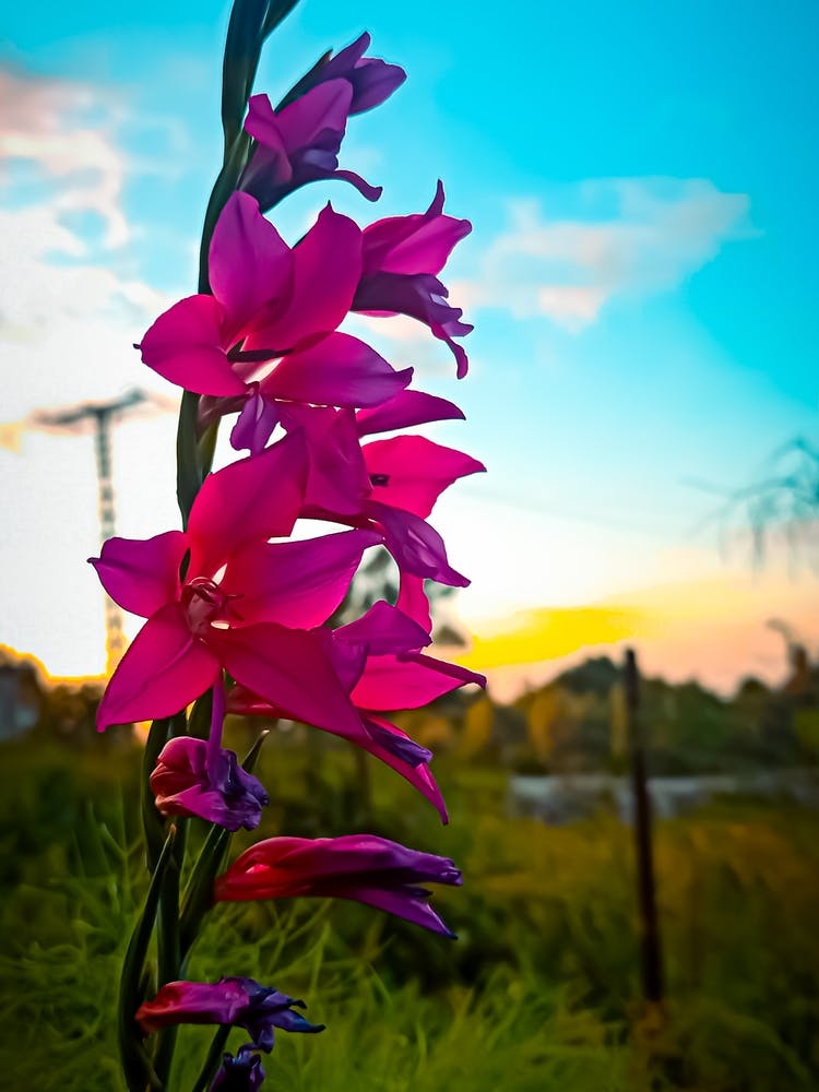 Sunset Flowers