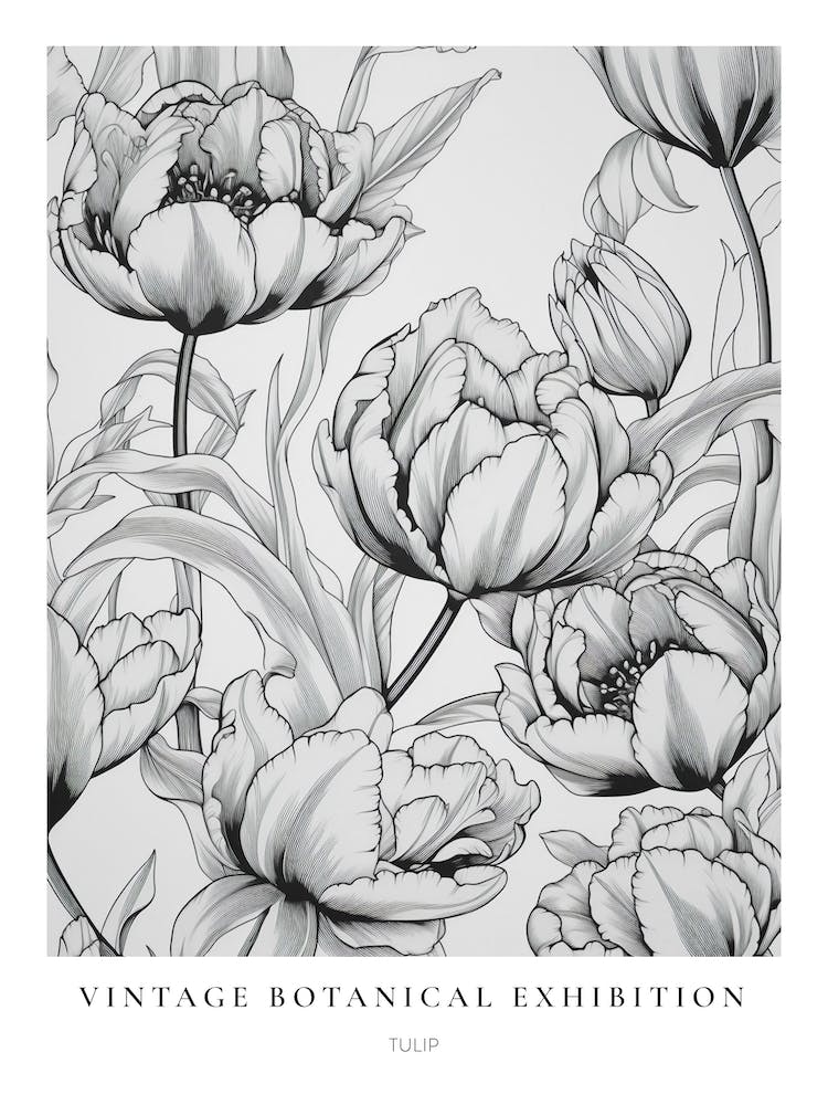 Tulip B&W Vintage Botanical Poster