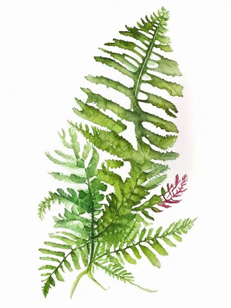 Evergreen Fern Wildflower Watercolour 2