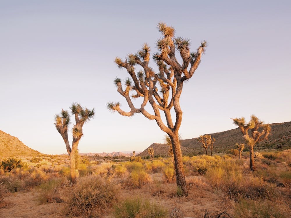 Joshua Tree Sunset