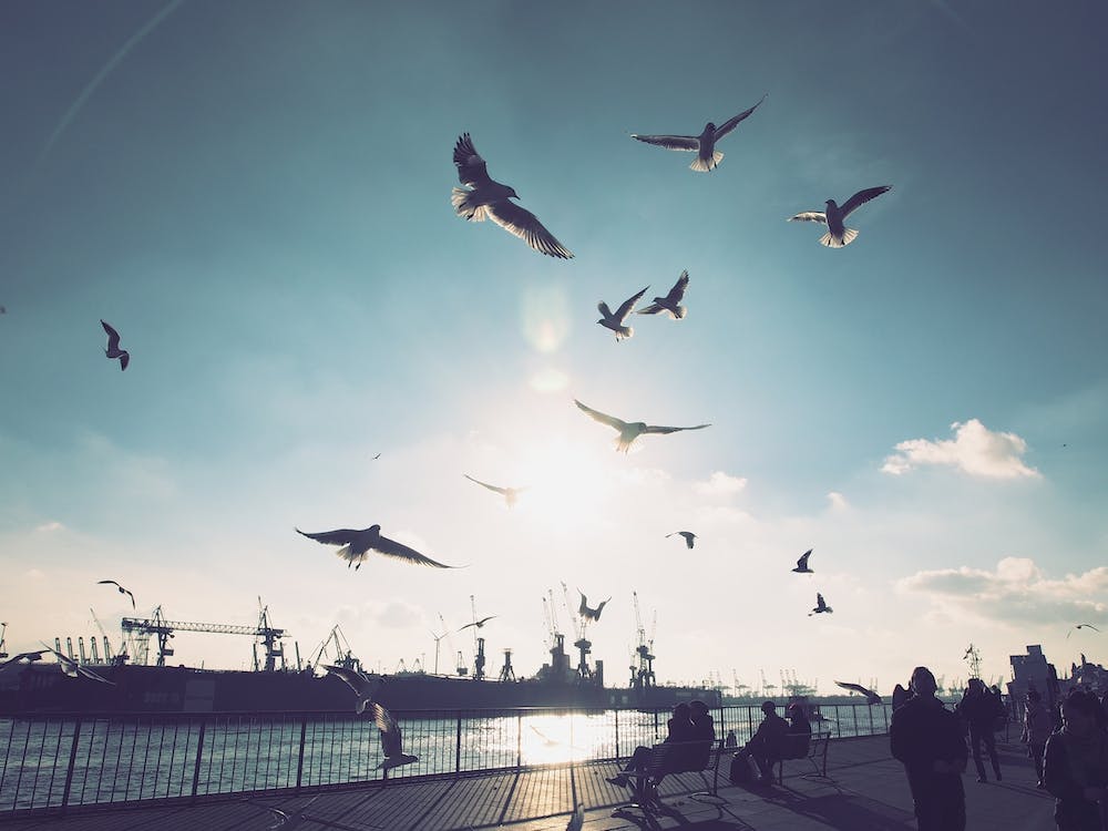 Seagulls at Hamburg Harbour 1
