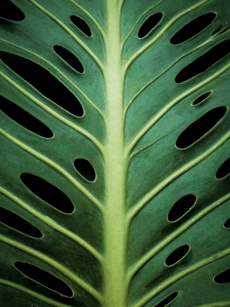 Monstera Leaf 1