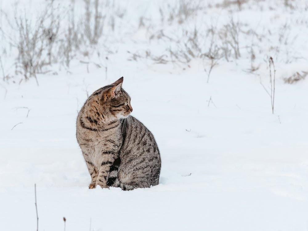 Winter Tabby Cat