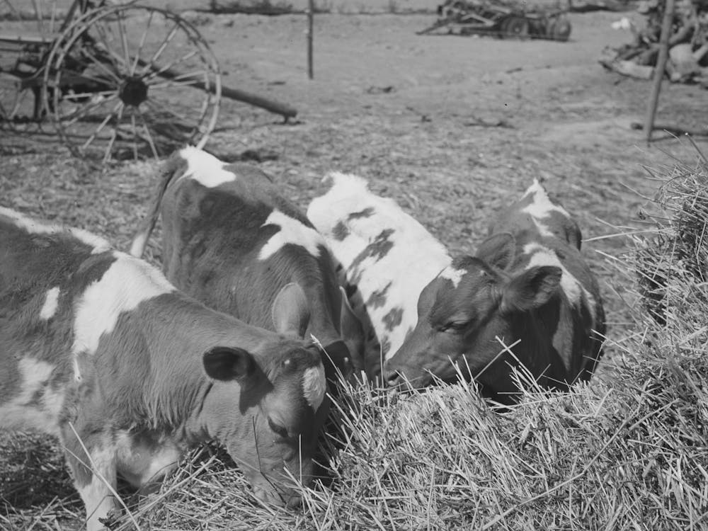 Untitled Photo, Possibly Related To Cattle On Farm Of Fsa (Farm Security Administration) Rehabilitation Borrower