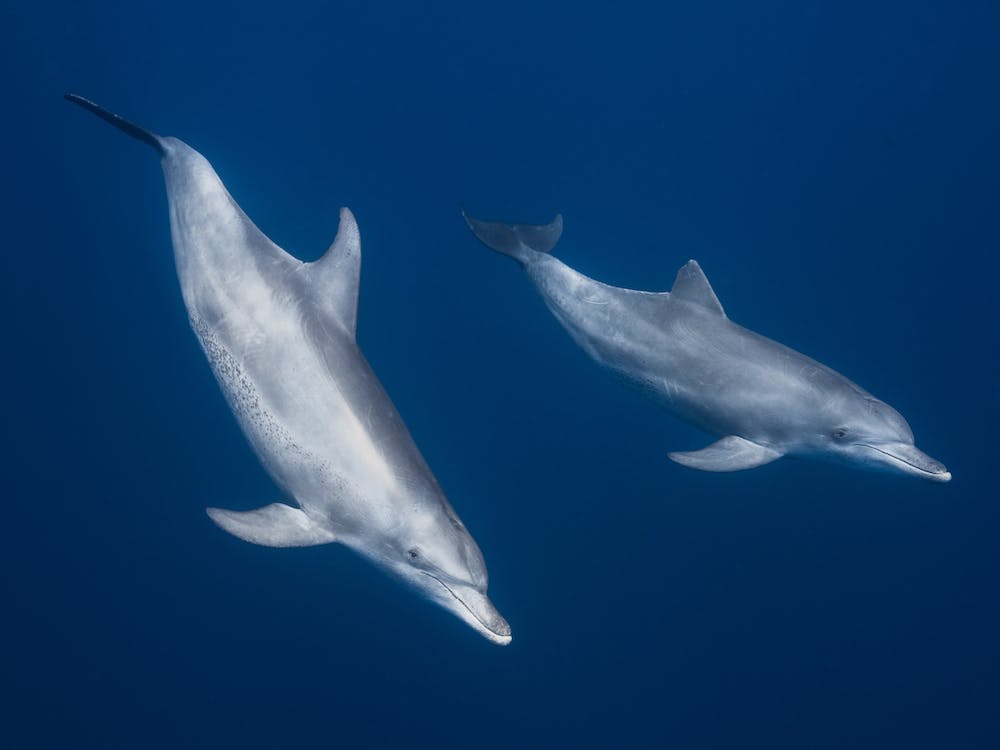 Bottlenose Dolphins