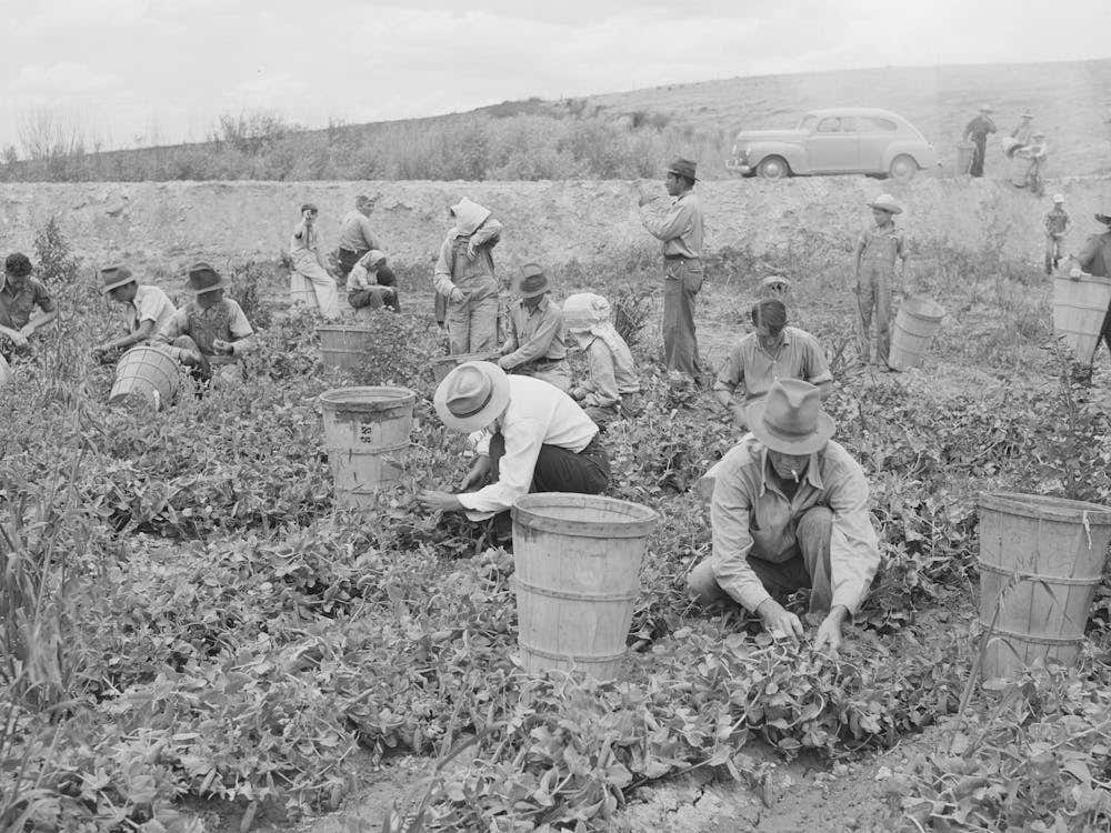 Pea Pickers At Work, Canyon County, Idaho, This Is Labor Supplied By Contractors By Russell Lee
