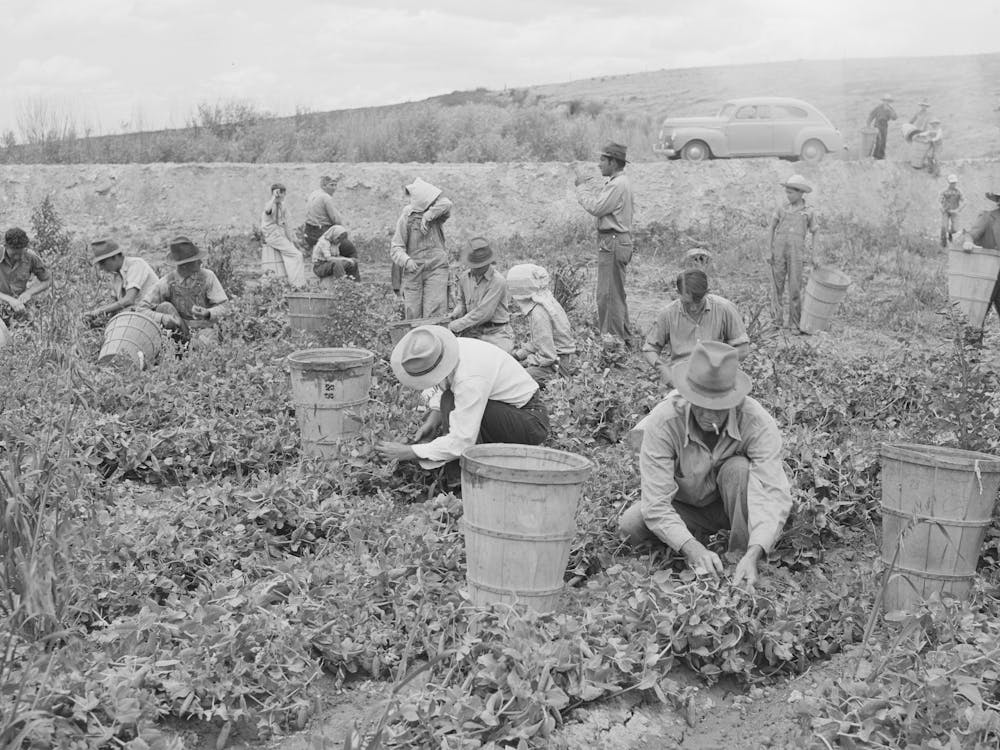 Pea Pickers At Work, Canyon County, Idaho, This Is Labor Supplied By Contractors By Russell Lee