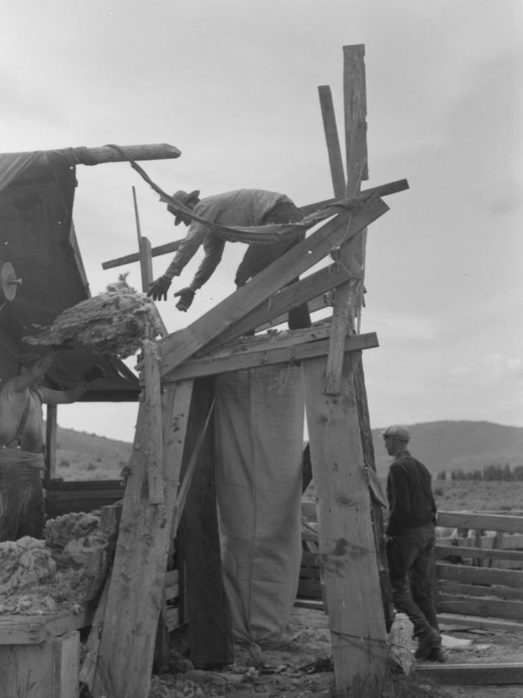 Tossing Fleece Into Wool Bag, Sheep Shearing Time In Malheur County, Oregon By Russell Lee