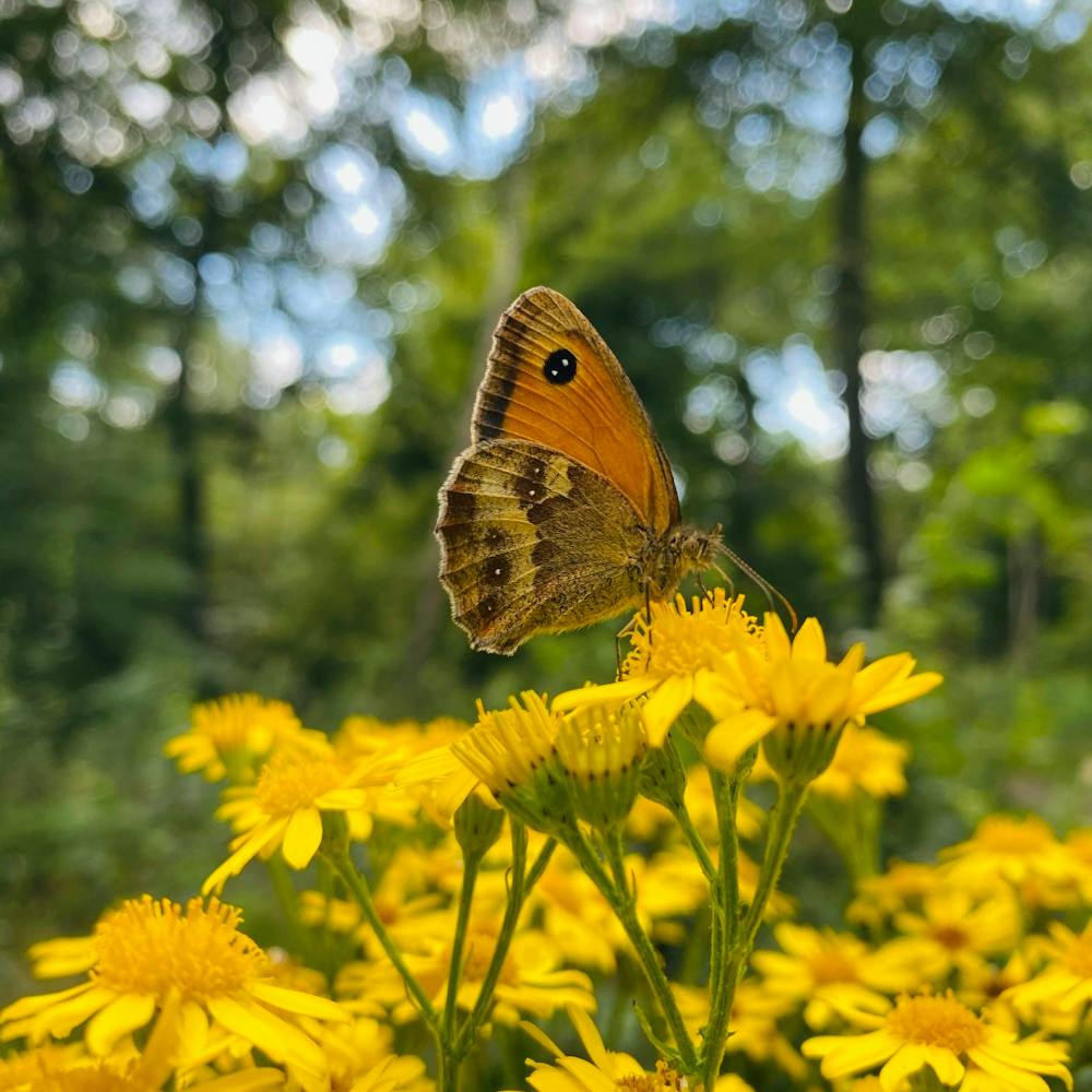 Spring - Summer, Orange Butterfly On Yellow Flowers in Forest.