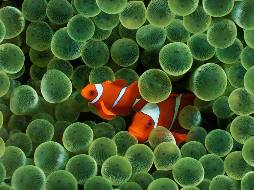 Clownfish
