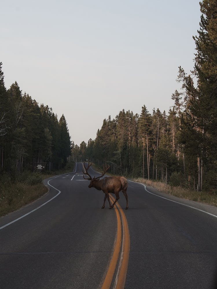 Elk On Highway